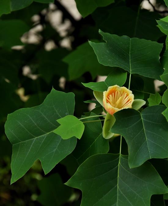 杂交鹅掌楸（Liriodendron chinense × tulipifera）? ?颜超 图 摄于长沙